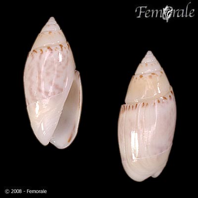 Olivella petiolita