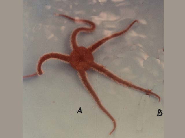 Ophiarachna incrassata