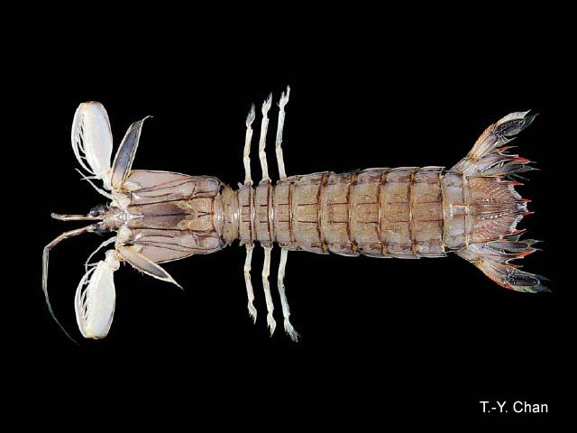 Oratosquillina manningi