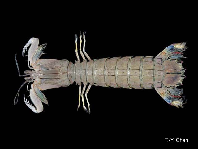 Oratosquilla oratoria