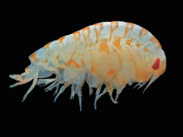 Orpin_u0.jpg