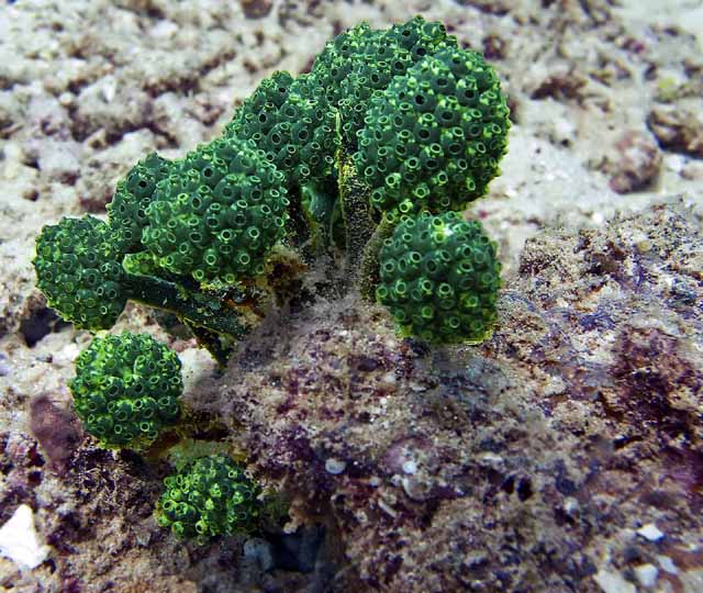 Nephtheis fascicularis