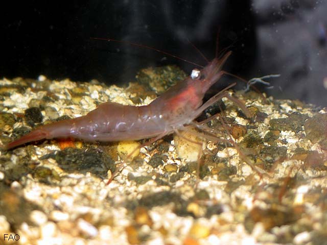 Pandalus borealis
