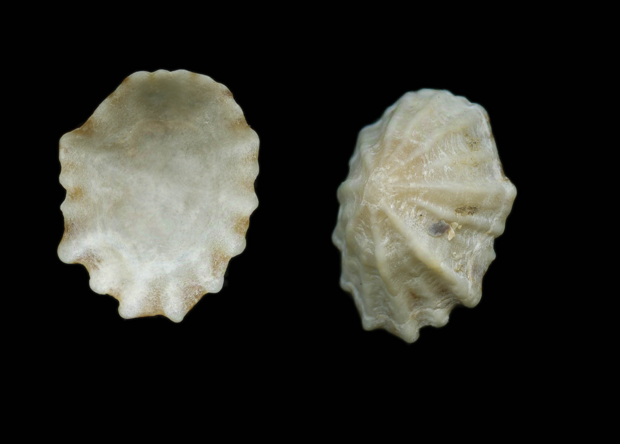 Scutellastra chapmani