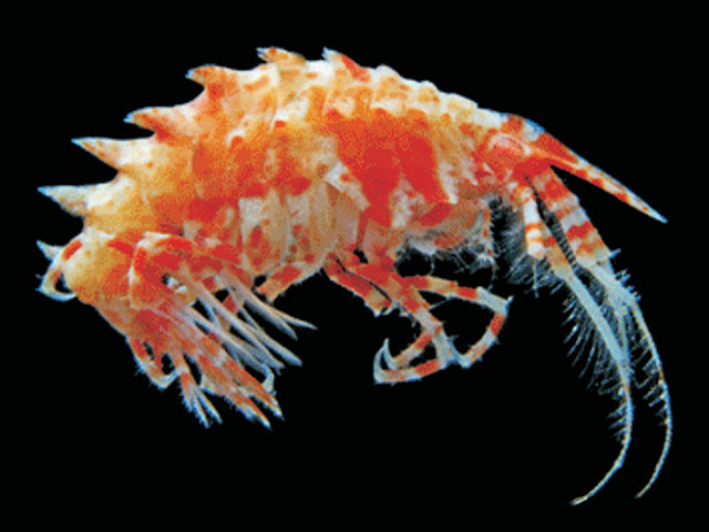Pacre_u0.jpg