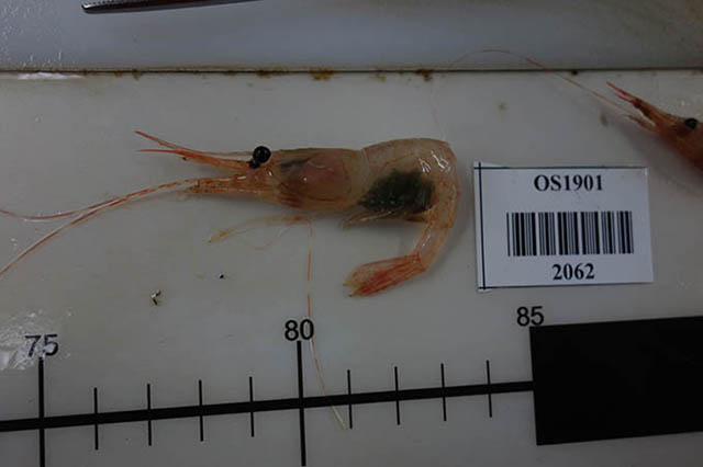 Pandalus goniurus