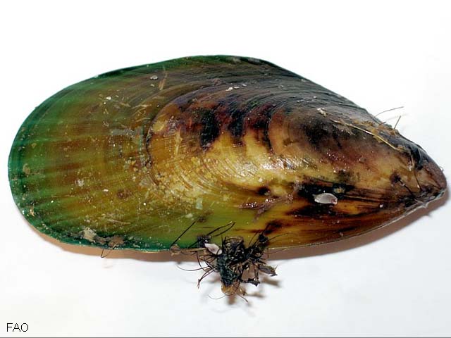 Pecan_u0.jpg