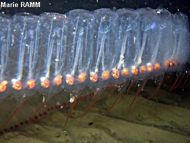 Pegea confoederata