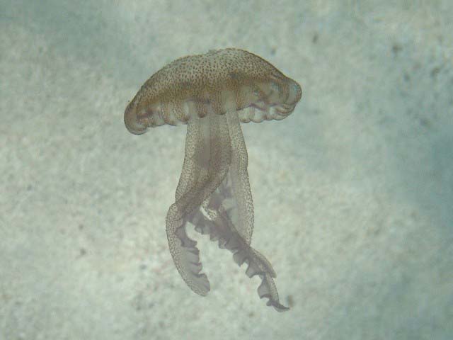 Pelagia noctiluca