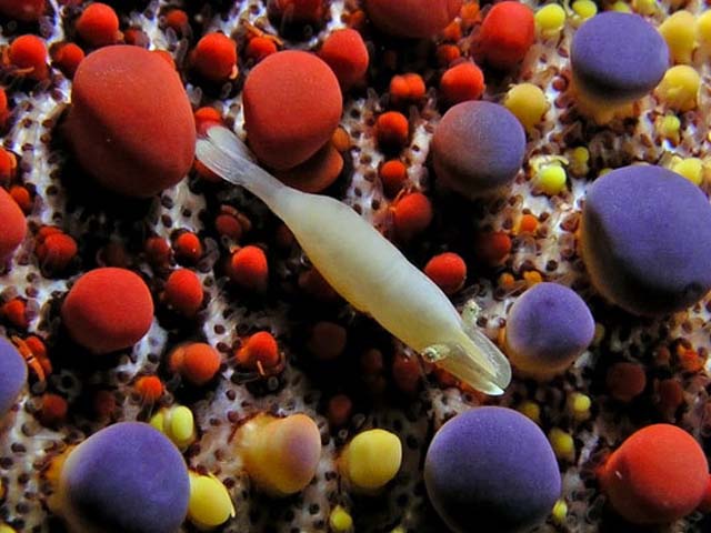 Periclimenes soror