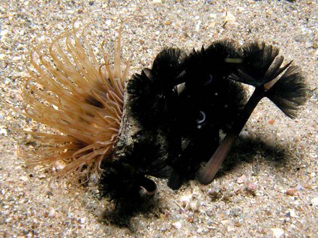 Phoronis australis