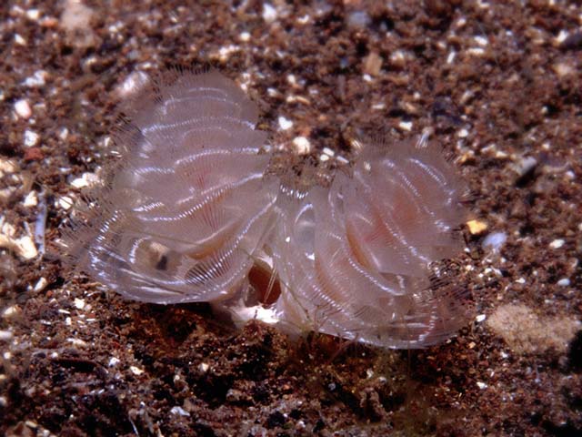 Phoronopsis californica
