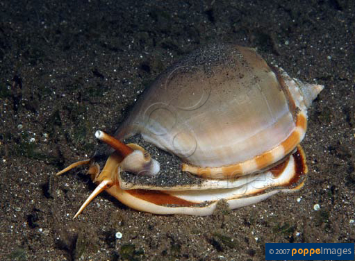 Phalium glaucum