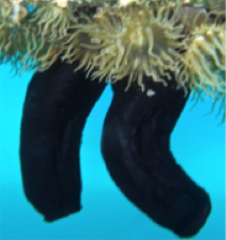 Phallusia nigra