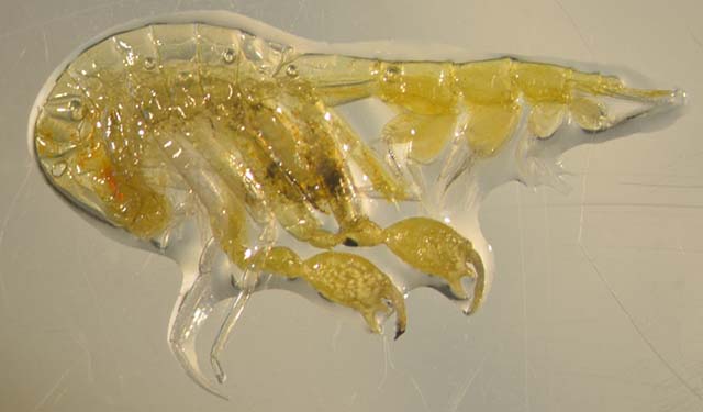 Phronima solitaria