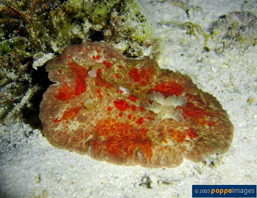 Platydoris cruenta