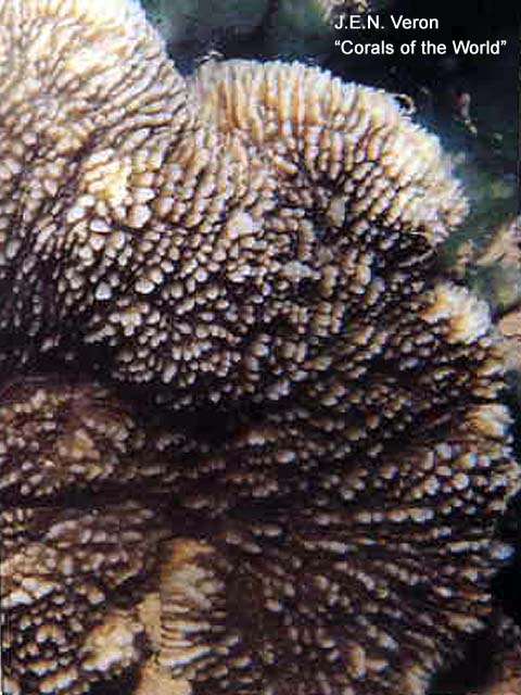 Podabacia lankaensis