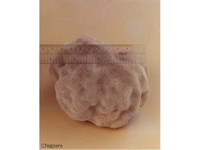 Porites lutea