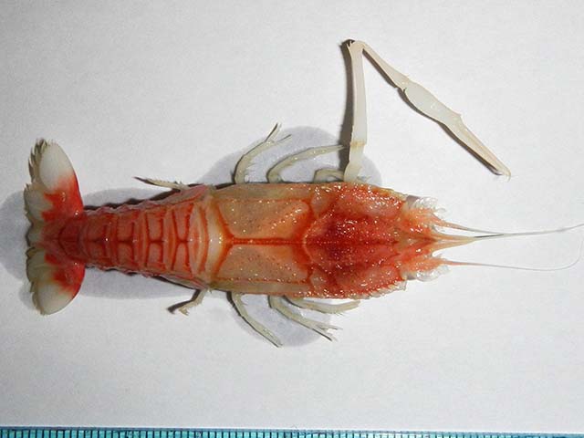 Polycheles typhlops