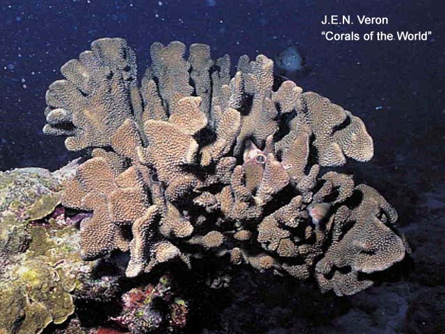 Pocillopora woodjonesi