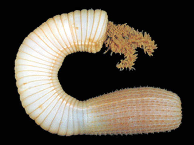 Priapulopsis bicaudatus