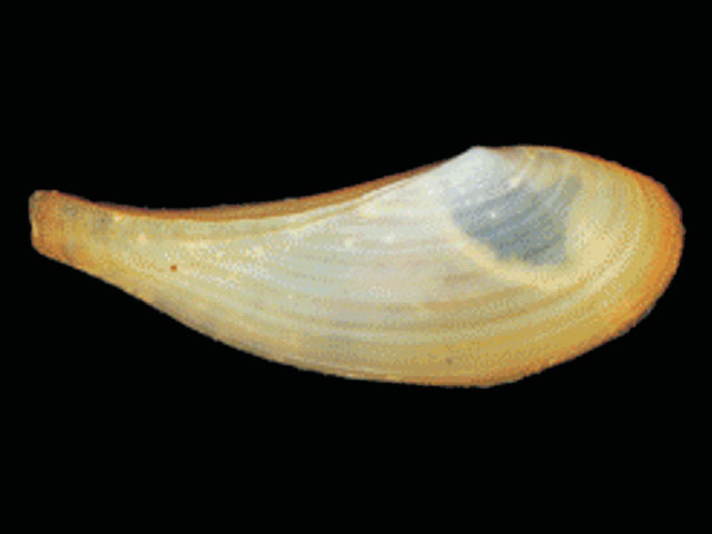 Propeleda longicaudata