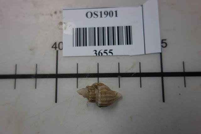 Propebela nobilis