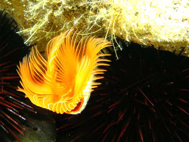 Protula tubularia