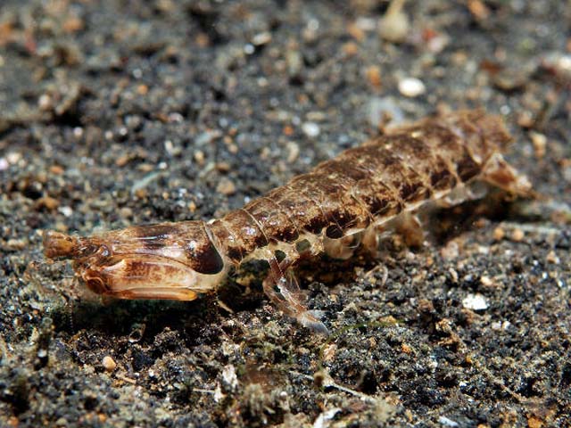 Pseudosquilla ciliata