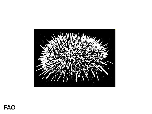 Psammechinus microtuberculatus