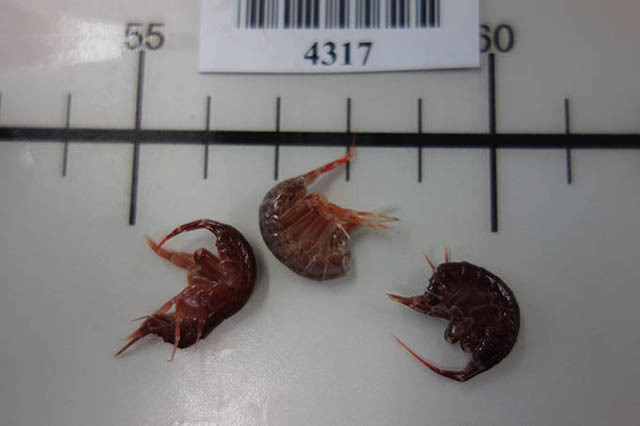 Quasimelita formosa