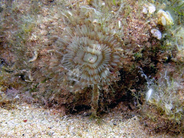 Sabella penicillus