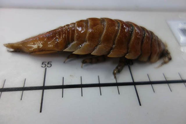Saduria sabini