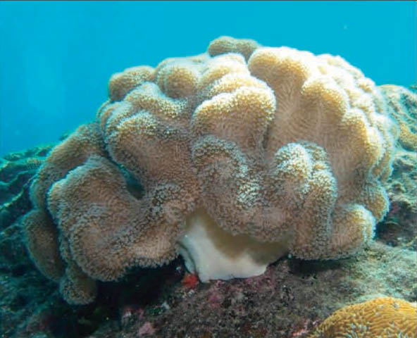Sarcophyton trocheliophorum