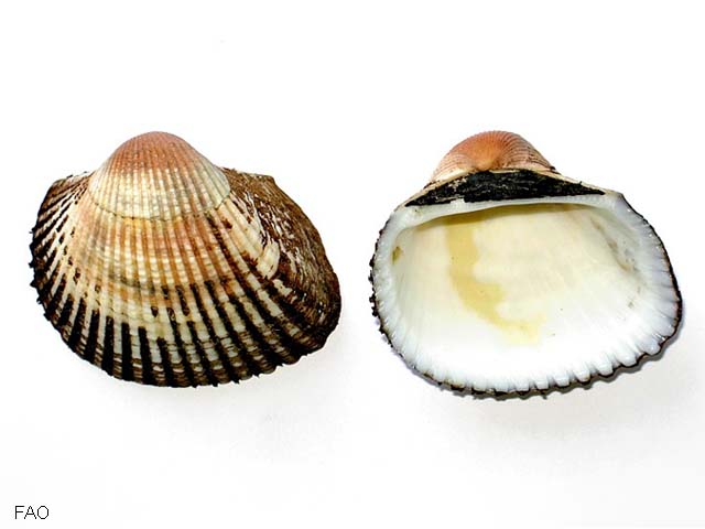 Scina_u0.jpg