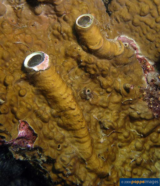 Secol_u3.jpg