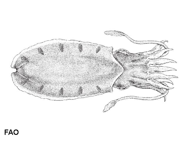 Sepiella weberi