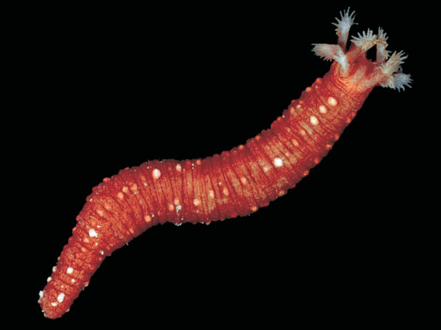 Sigmodota contorta