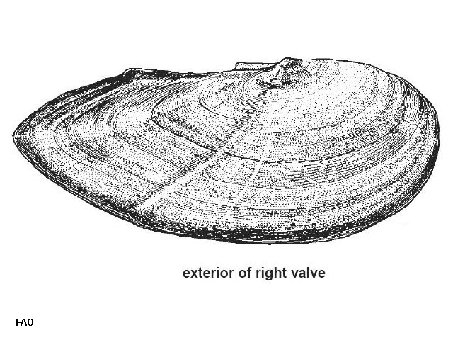 Soletellina diphos