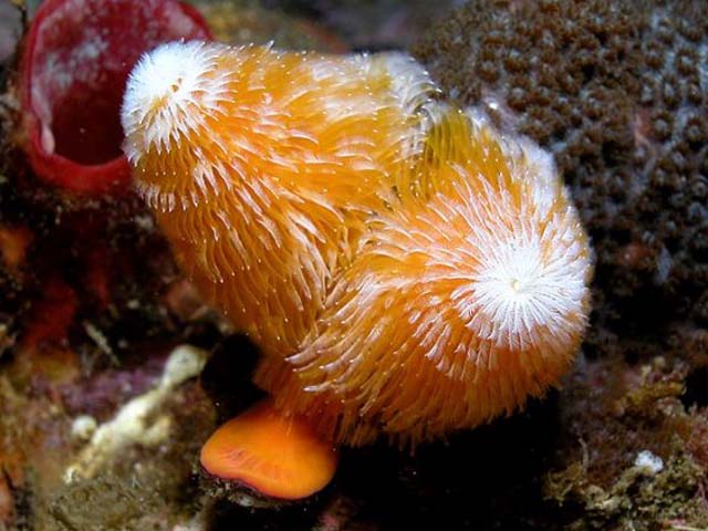 Spirobranchus giganteus