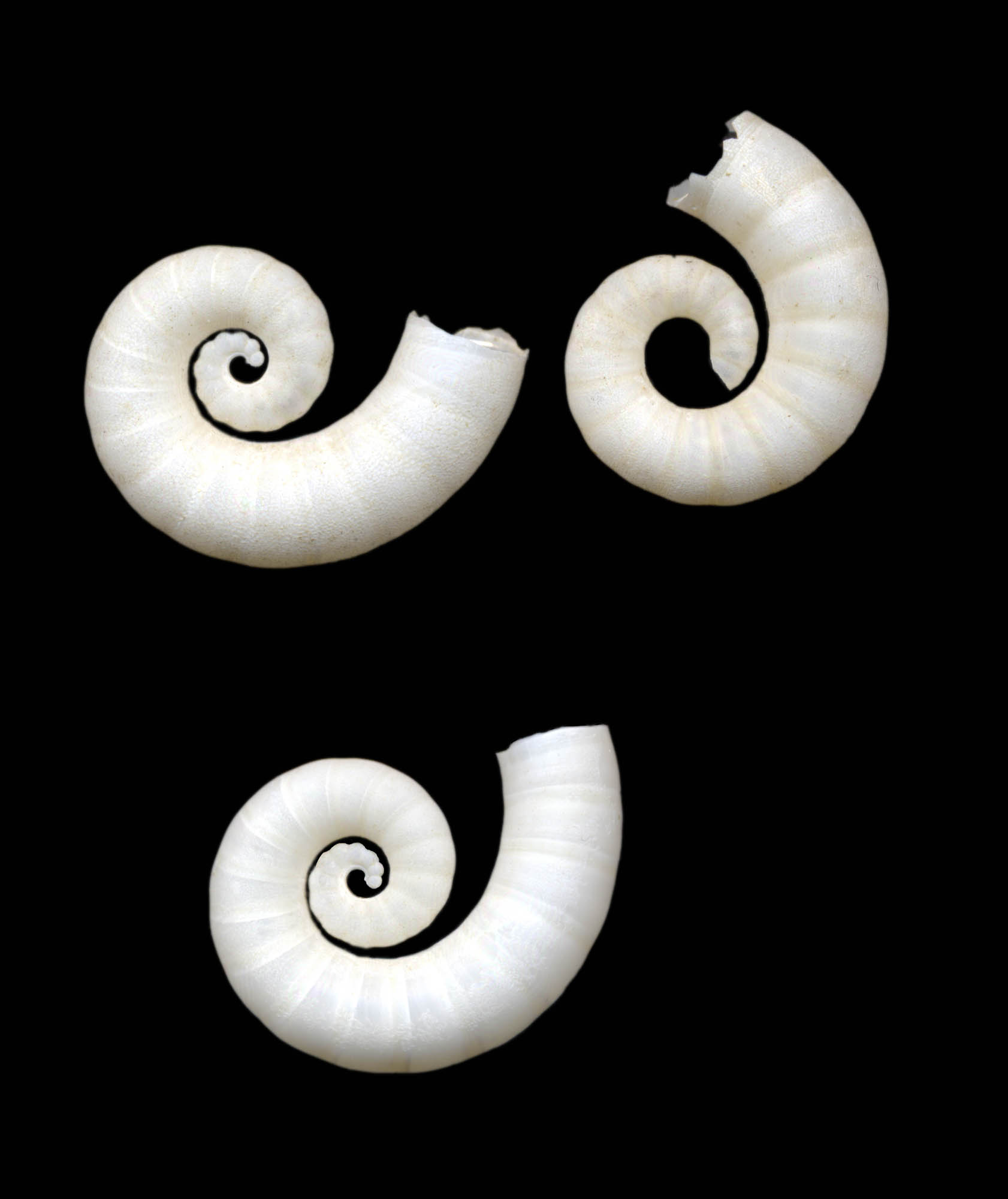 Spirula spirula