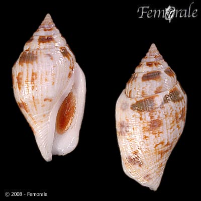 Canarium maculatum