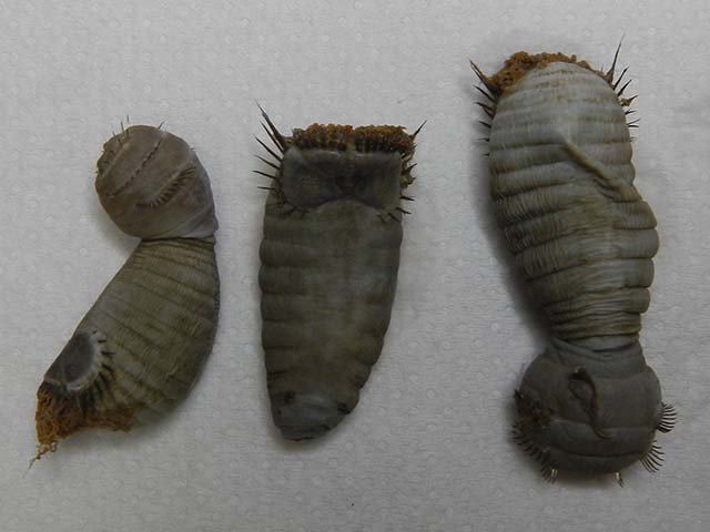 Sternaspis scutata