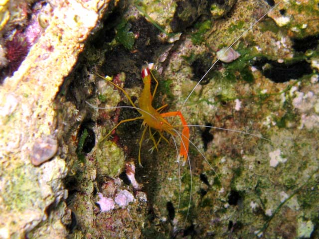 Stenopus spinosus