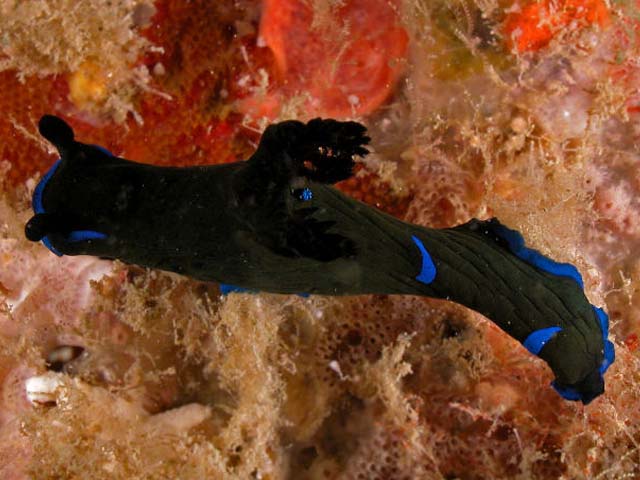 Tambja morosa