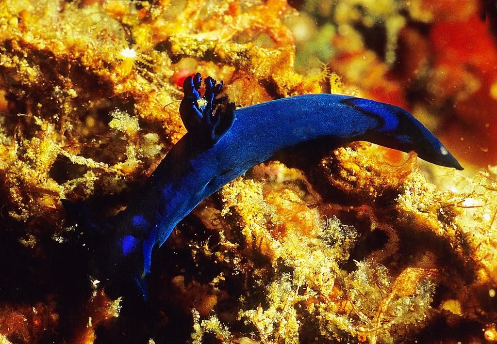 Tamor_u8.jpg