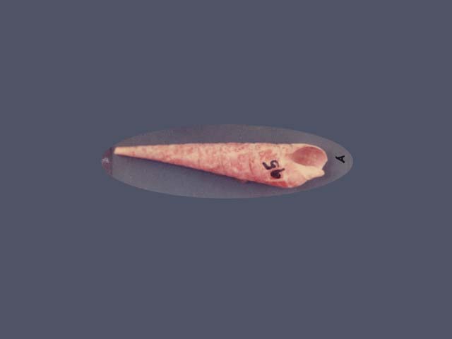 Tedim_u0.jpg