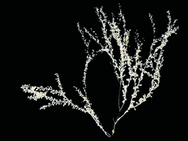 Tenuisis microspiculata