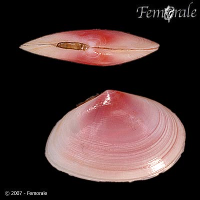 Macomangulus tenuis