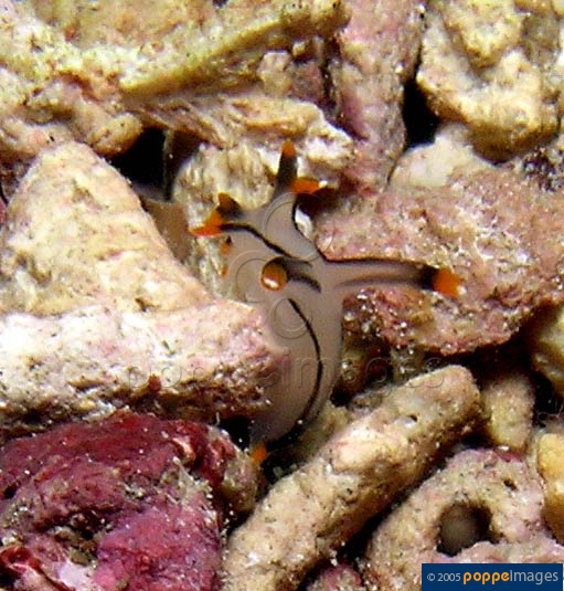 Thecacera picta